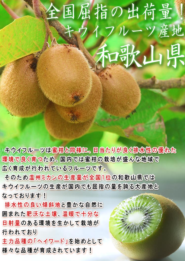 �������ե롼�� �²λ�